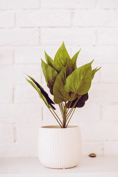 Planta Verde Fundo Uma Parede Tijolo Branco — Fotografia de Stock