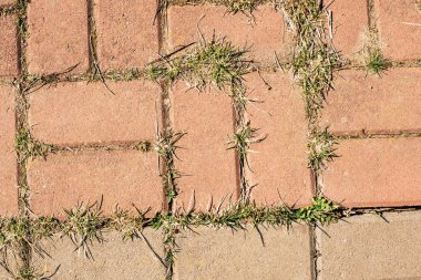 Çim ile eski bir kaldırım kiremit