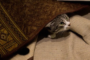 Kedi halının altında saklanıyor.
