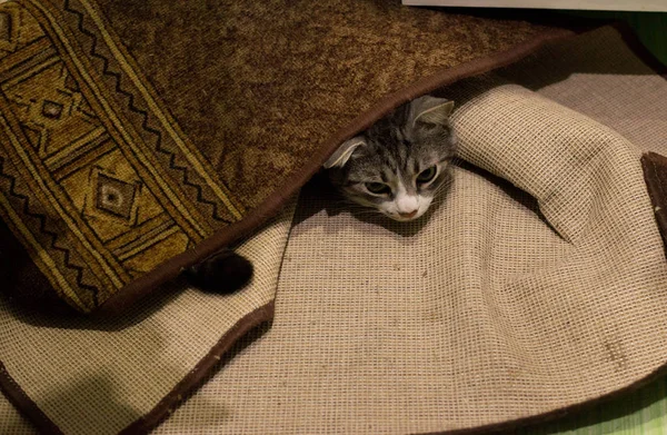 Kucing Itu Bersembunyi Bawah Karpet — Stok Foto