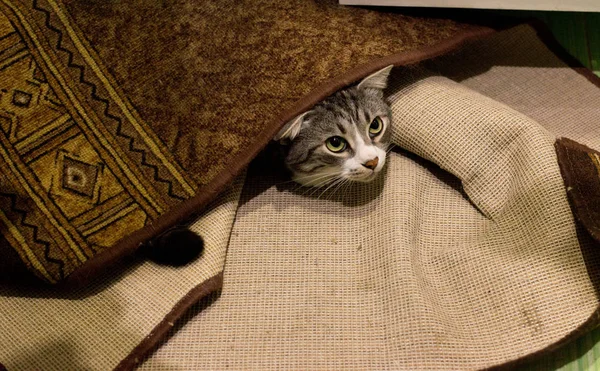 The cat is hiding under the carpet