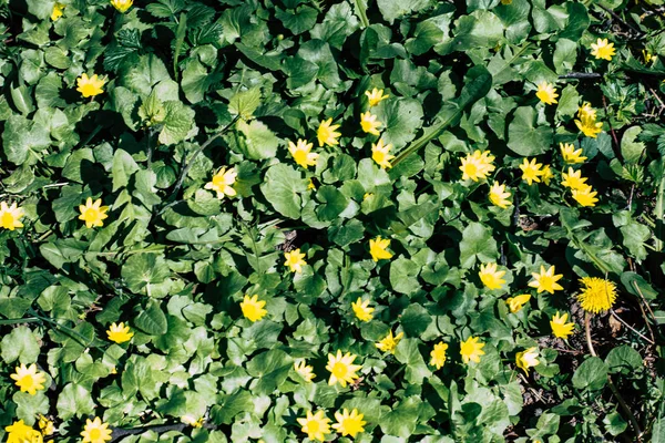 Žluté Květy Zeleném Pozadí — Stock fotografie