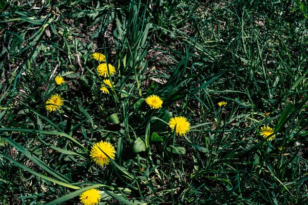 Gelbe Blumen Auf Grünem Hintergrund — Stockfoto