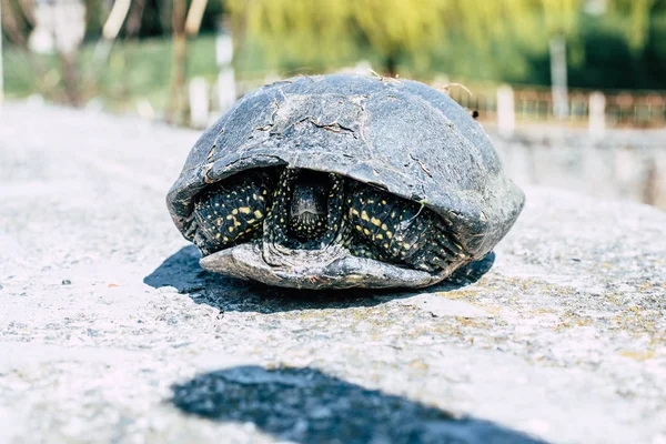 Die Schildkröte Versteckt Sich Einem Panzer — Stockfoto