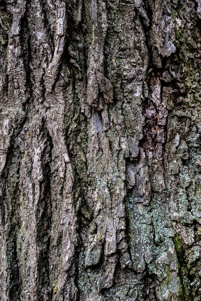 Gamla Träd Bark Naturlig Bakgrund — Stockfoto