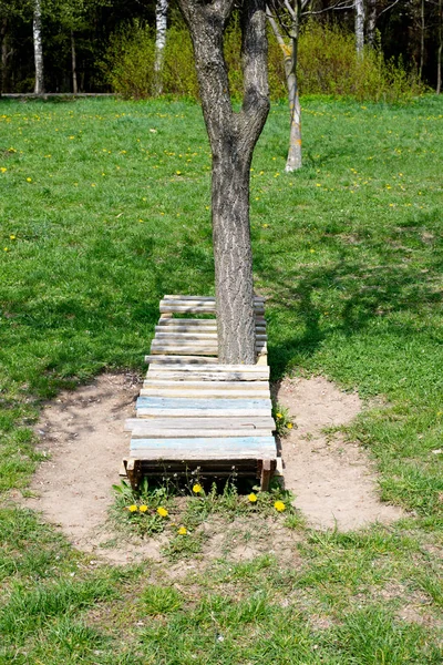 Árbol Brotó Través Una Tumbona —  Fotos de Stock