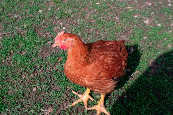 Kurczaki Moim Trawniku — Zdjęcie stockowe