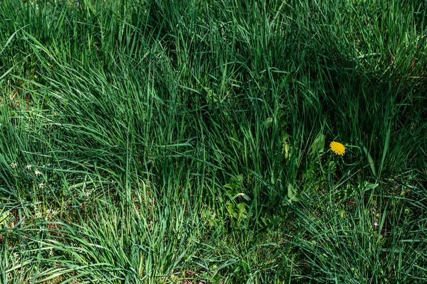 Jen Zelená Tráva Zahradě — Stock fotografie