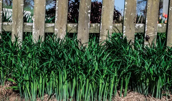 Gamla Staket Och Gräs — Stockfoto