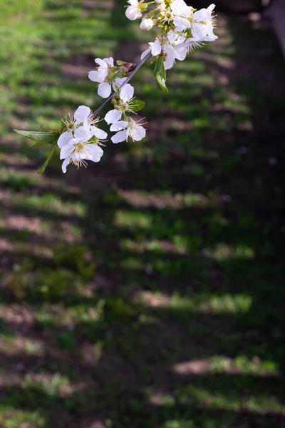 Flowering Branches Berry Tree — Stock Photo, Image