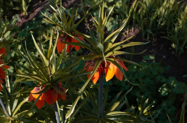 Flores Jardín Cerca Casa — Foto de Stock