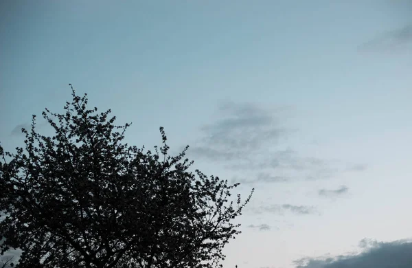 Силуэт Ветвей Деревьев Фоне Неба — стоковое фото
