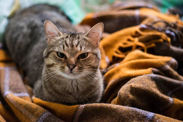 Katten Ligger Sängen — Stockfoto