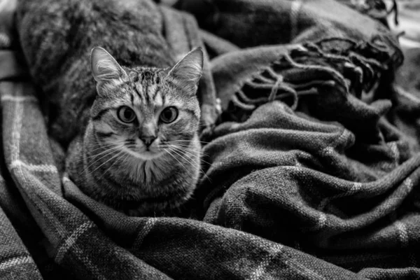 Кошка Лежит Кровати — стоковое фото