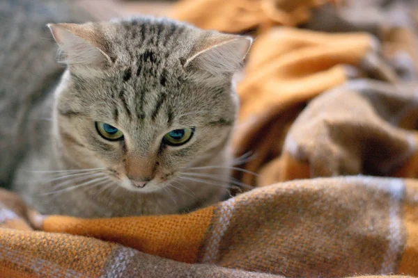 Кошка Лежит Кровати — стоковое фото