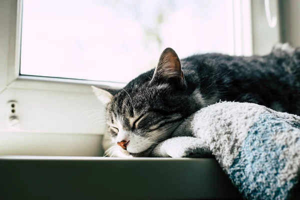 Кот Спит Подоконнике — стоковое фото
