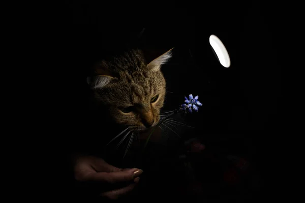 Кот Играет Цветком — стоковое фото