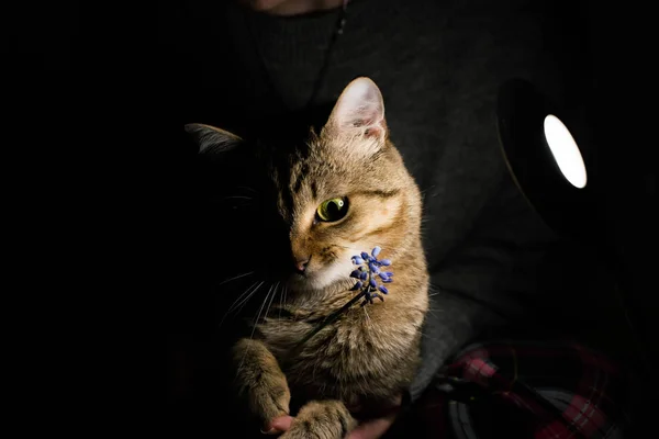 Кот Играет Цветком — стоковое фото