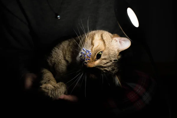 Cat Plays Flower — Stock Photo, Image