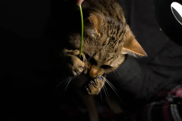 Cat Plays Flower — Stock Photo, Image