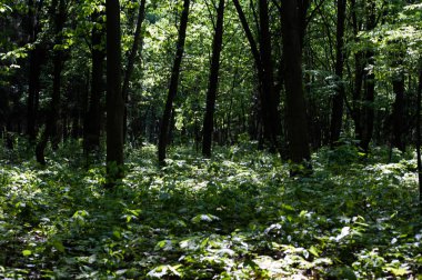 Eski parkın eski sokak