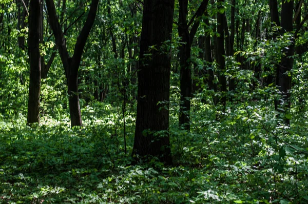 Vecchio Vicolo Del Vecchio Parco — Foto Stock