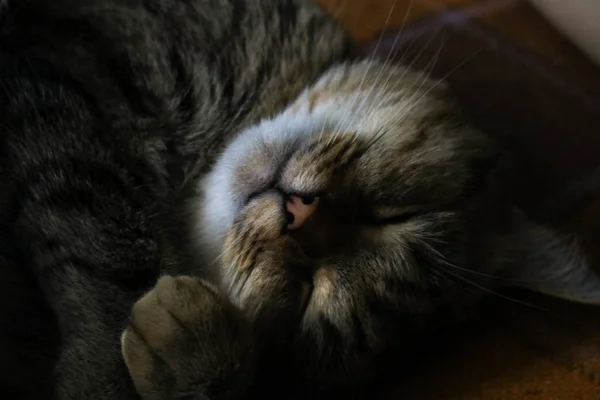 Gato Dorme Cama — Fotografia de Stock