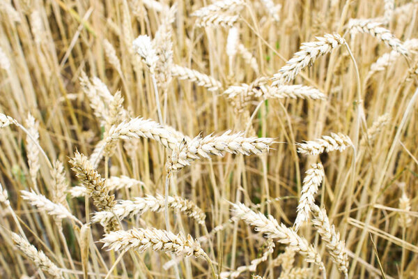 Wheat field on sky background