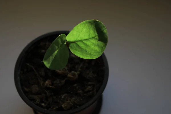 Uma Pequena Planta Peitoril Janela — Fotografia de Stock