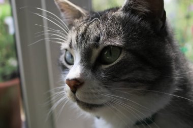 Pencere arkaplanındaki kedi fotoğrafı