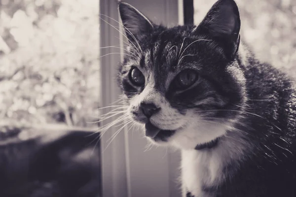 Foto Gato Fondo Ventana — Foto de Stock