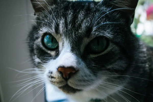 Φωτογραφία Της Γάτας Στο Φόντο Παραθύρου — Φωτογραφία Αρχείου