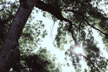 Ormanın içindeki güzel ağaç