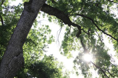 Ormanın içindeki güzel ağaç
