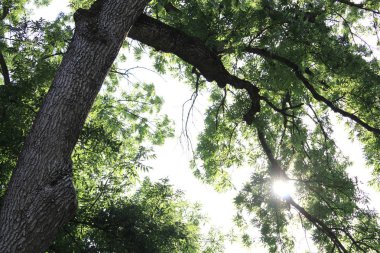 Ormanın içindeki güzel ağaç