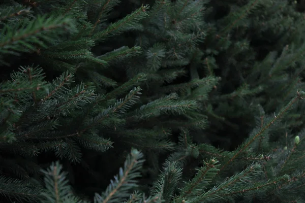 Vacker Bakgrund Med Grenar Julgran — Stockfoto