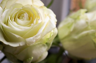 Pencere zemininde beyaz güller