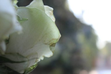 Pencere zemininde beyaz güller