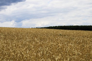 Gökyüzü arka planında buğday tarlası
