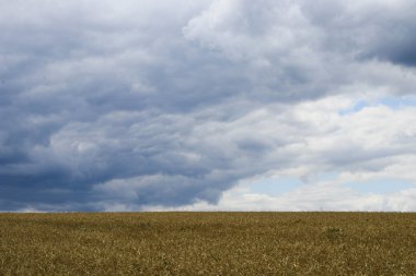 Fırtınalı bir arka planda buğday tarlası