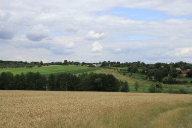 Fırtınalı bir arka planda buğday tarlası