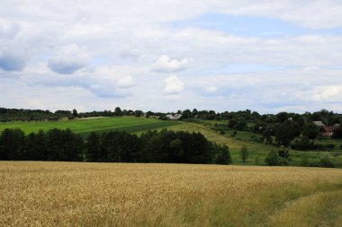 Fırtınalı bir arka planda buğday tarlası