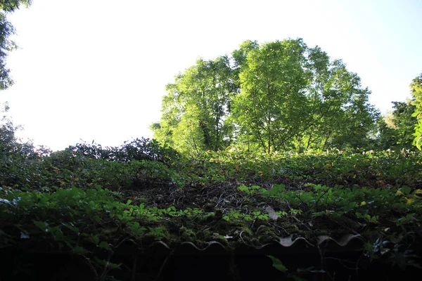 Oud Huis Begroeid Met Planten — Stockfoto