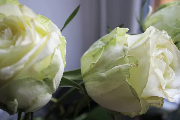 Pencere Zemininde Beyaz Güller — Stok fotoğraf