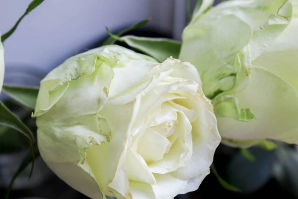 Rosas Blancas Sobre Fondo Ventana —  Fotos de Stock