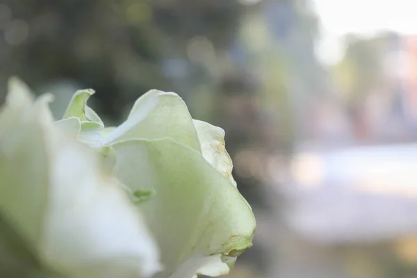 Pencere Zemininde Beyaz Güller — Stok fotoğraf