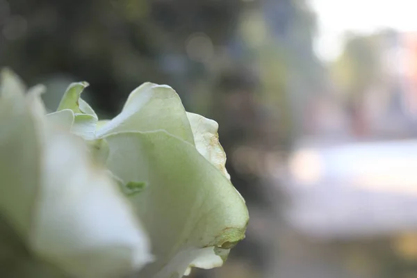Pencere Zemininde Beyaz Güller — Stok fotoğraf