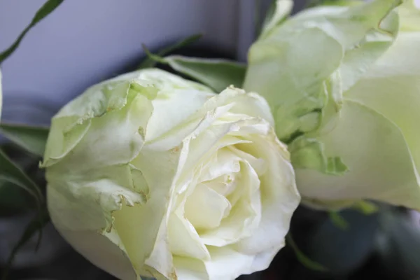 Rosas Blancas Sobre Fondo Ventana —  Fotos de Stock