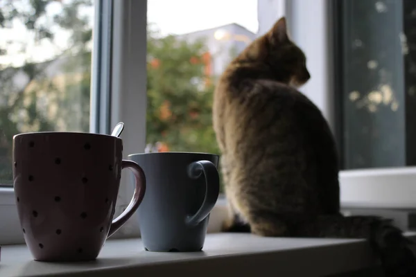 Pencere Arkaplanındaki Kedi Fotoğrafı — Stok fotoğraf