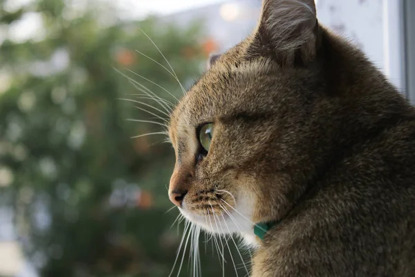 Photo Cat Window Background — Stock Photo, Image